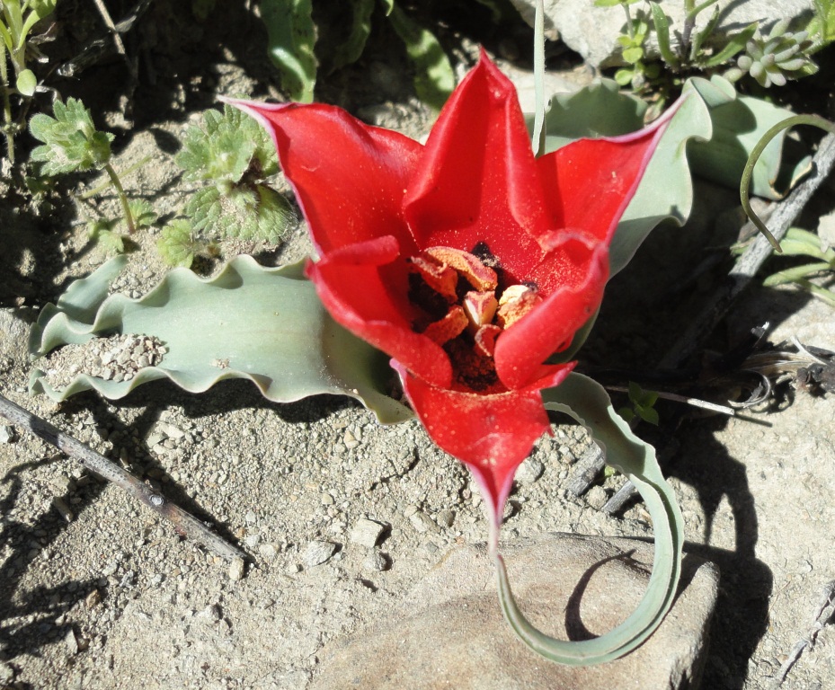 Image of Tulipa botschantzevae specimen.