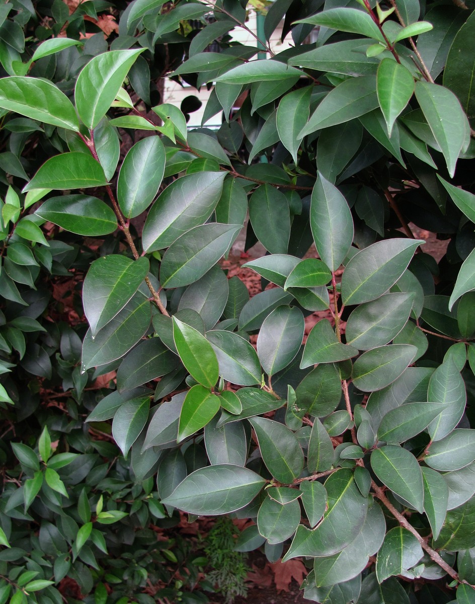 Изображение особи Ligustrum lucidum.