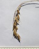 Bromus commutatus