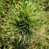Pinus flexilis. Верхушка побега. Владимирская обл., г. Владимир, городское озеленение. Август 2015 г.