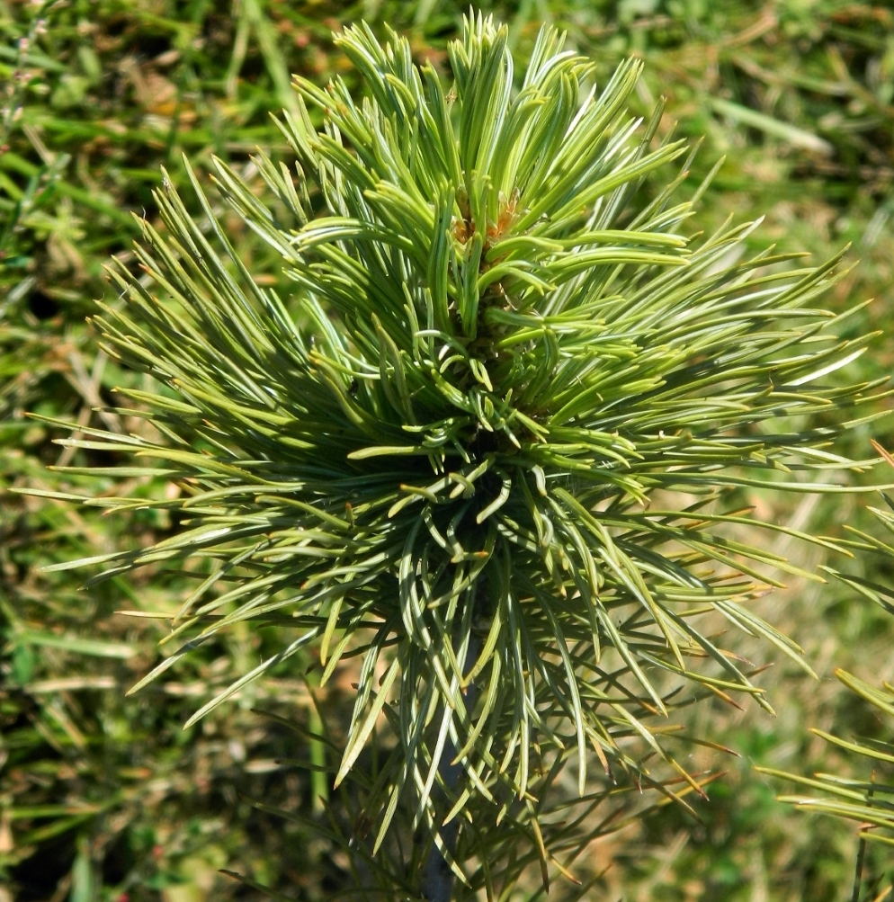 Image of Pinus flexilis specimen.