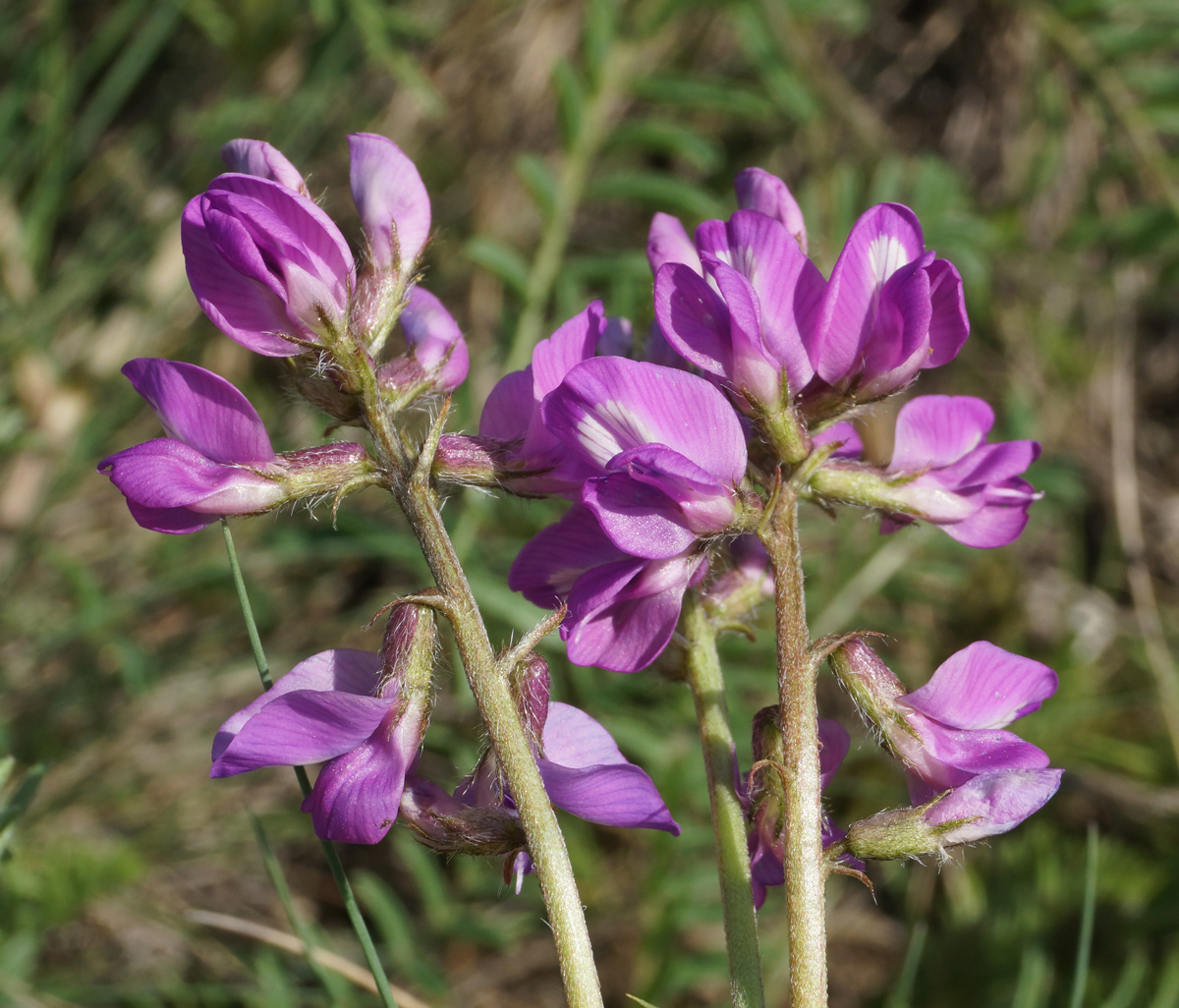 Изображение особи Oxytropis teres.