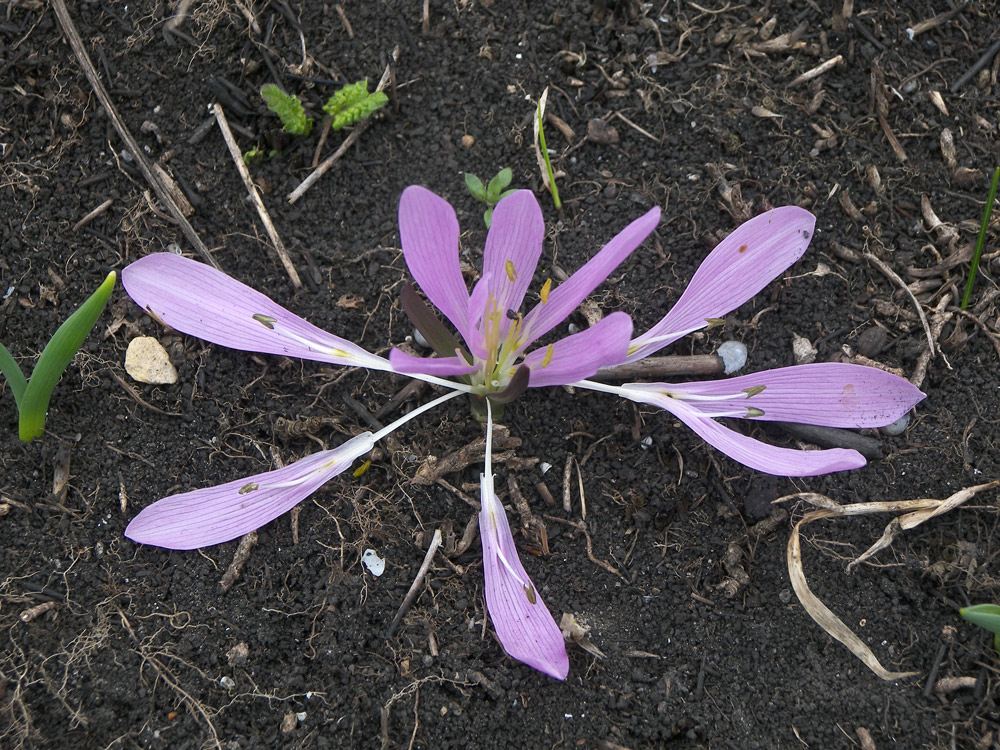 Image of Merendera trigyna specimen.