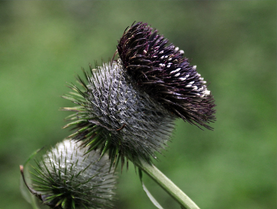 Image of Synurus deltoides specimen.