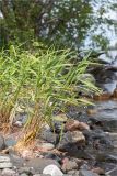 Phalaroides arundinacea