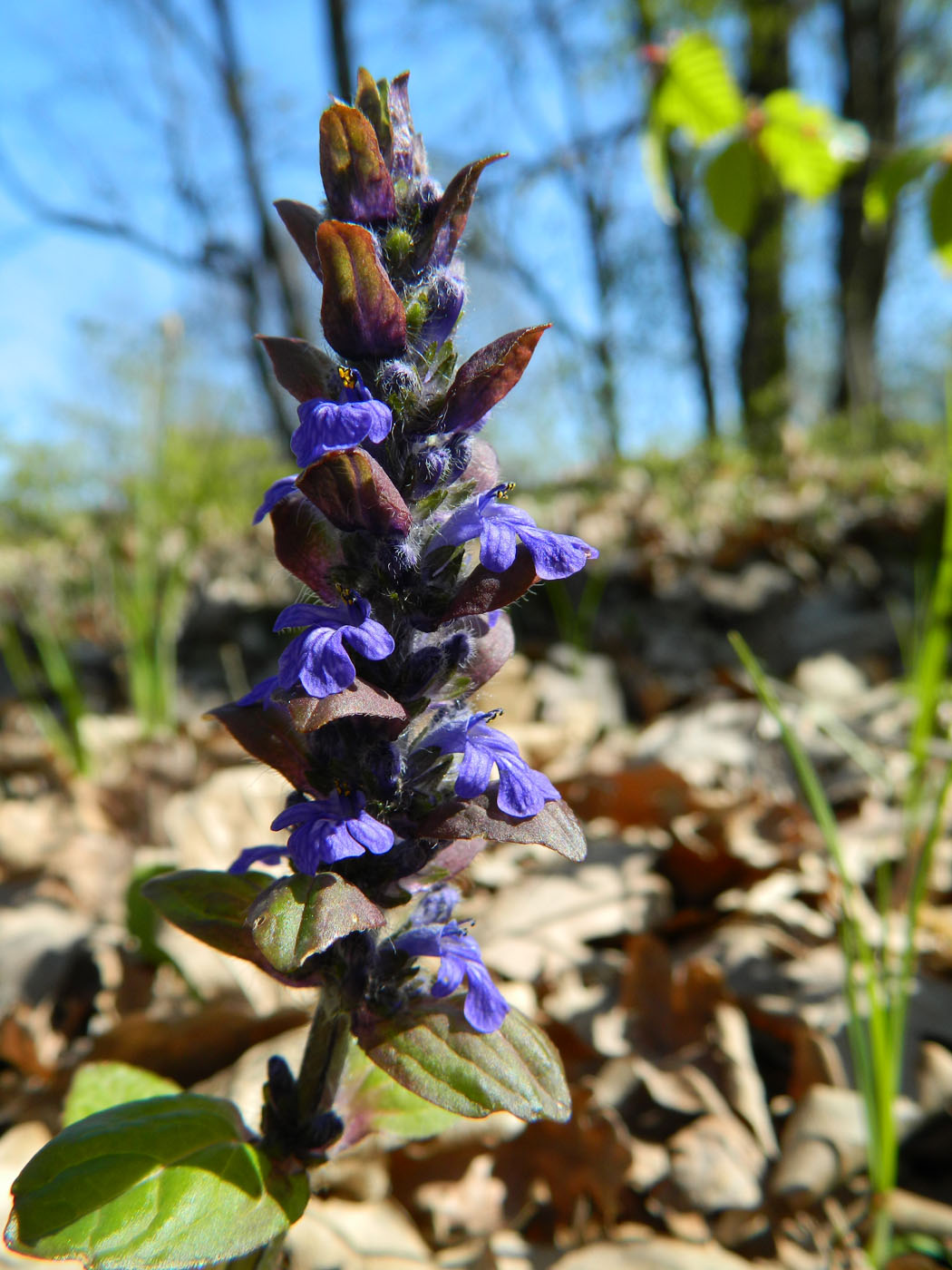 Image of Ajuga reptans specimen.