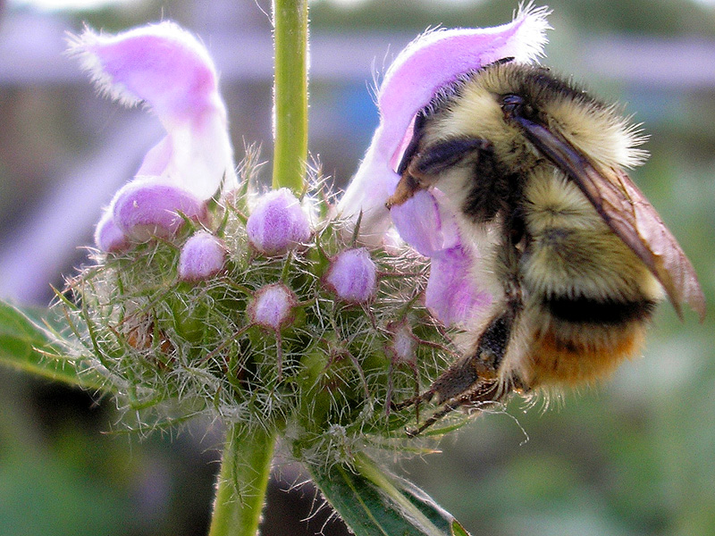 Image of Phlomoides tuberosa specimen.