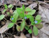 Myosotis sparsiflora. Цветущее растение; нижние листья с поражениями. Краснодарский край, Абинский р-н, окр. пос. Ахтырский, лес вблизи р. Ахтырь. 29.03.2016.