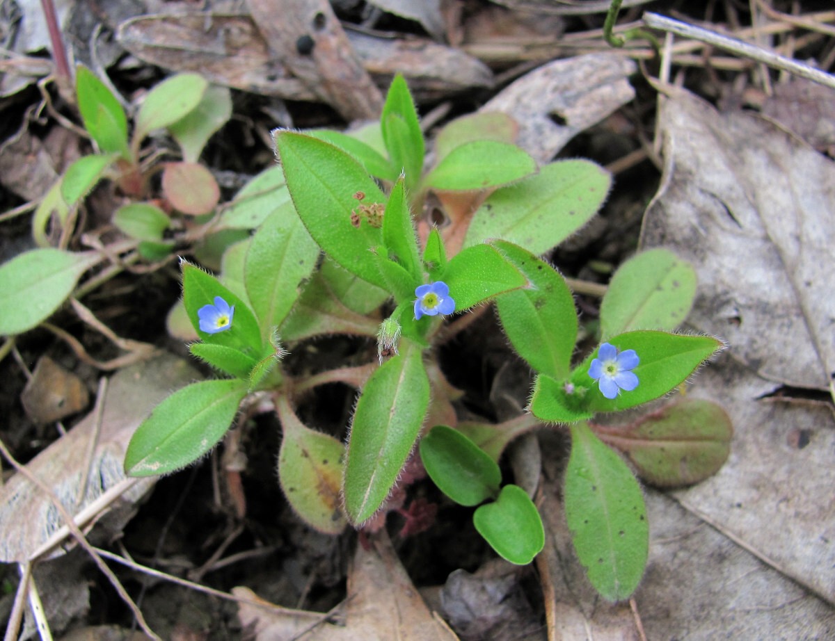 Изображение особи Myosotis sparsiflora.