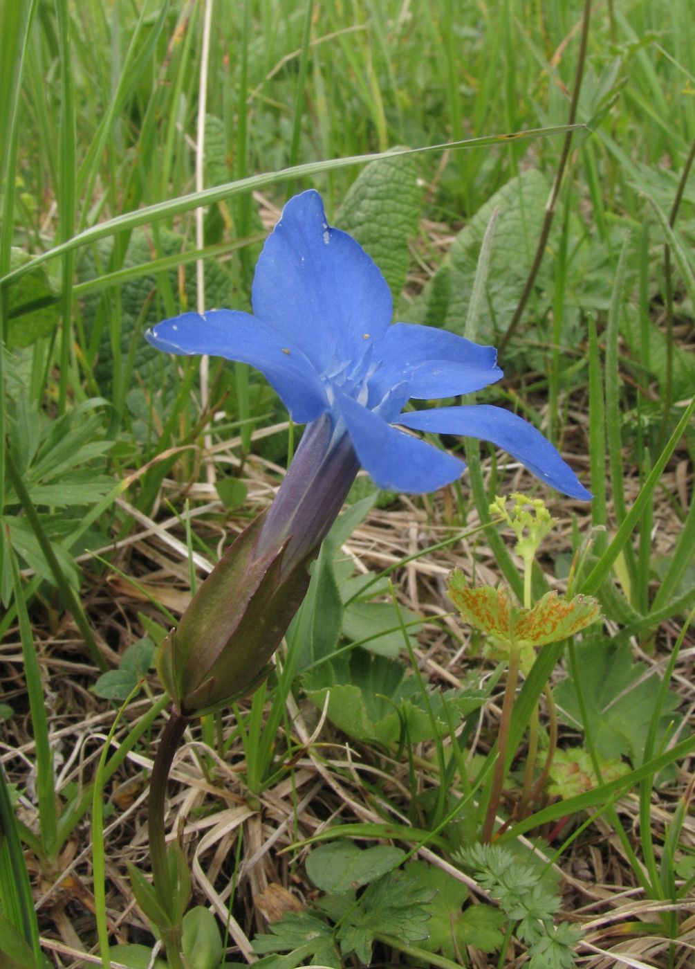 Image of Gentiana angulosa specimen.