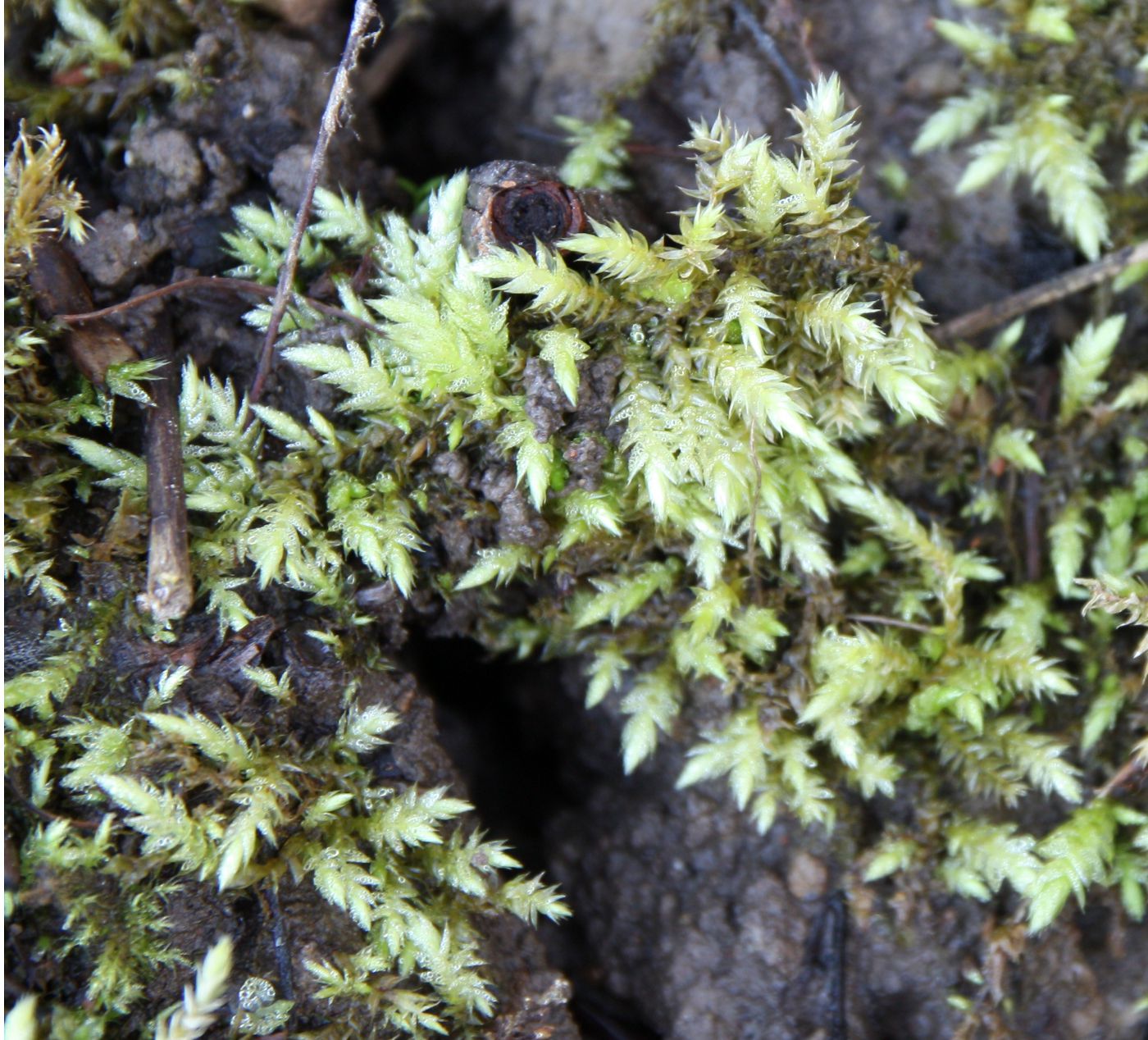 Изображение особи Brachythecium rutabulum.