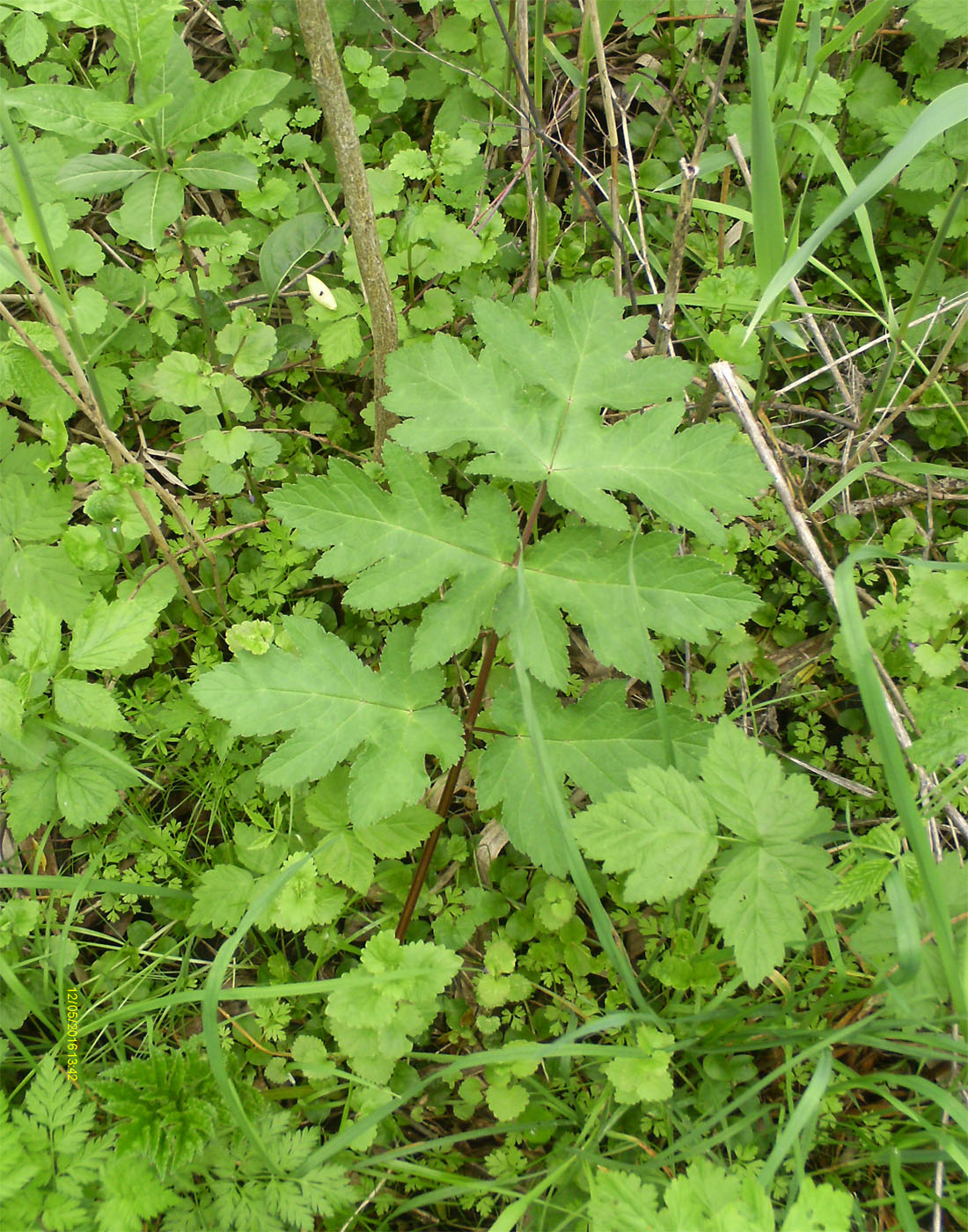 Изображение особи Heracleum sibiricum.