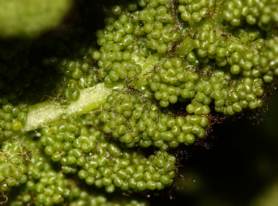 Image of Osmundastrum asiaticum specimen.