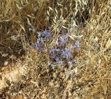 Eryngium creticum