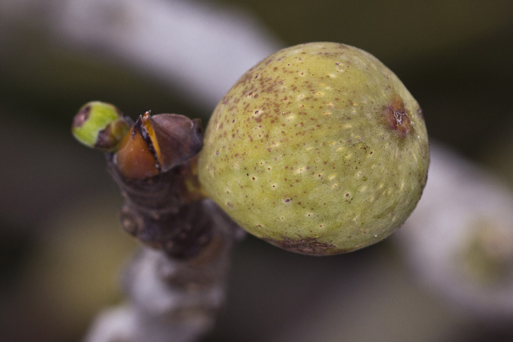 Изображение особи Ficus carica.