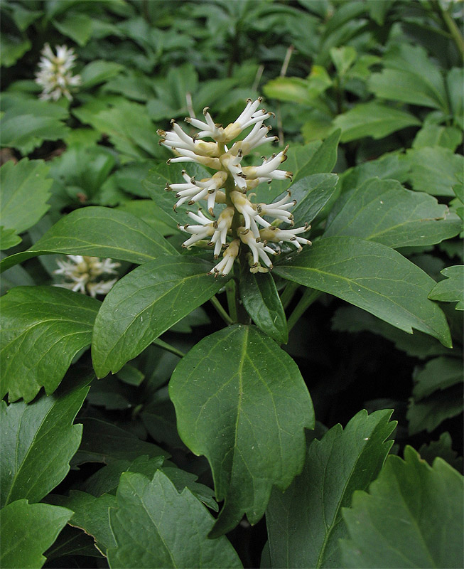 Изображение особи Pachysandra terminalis.