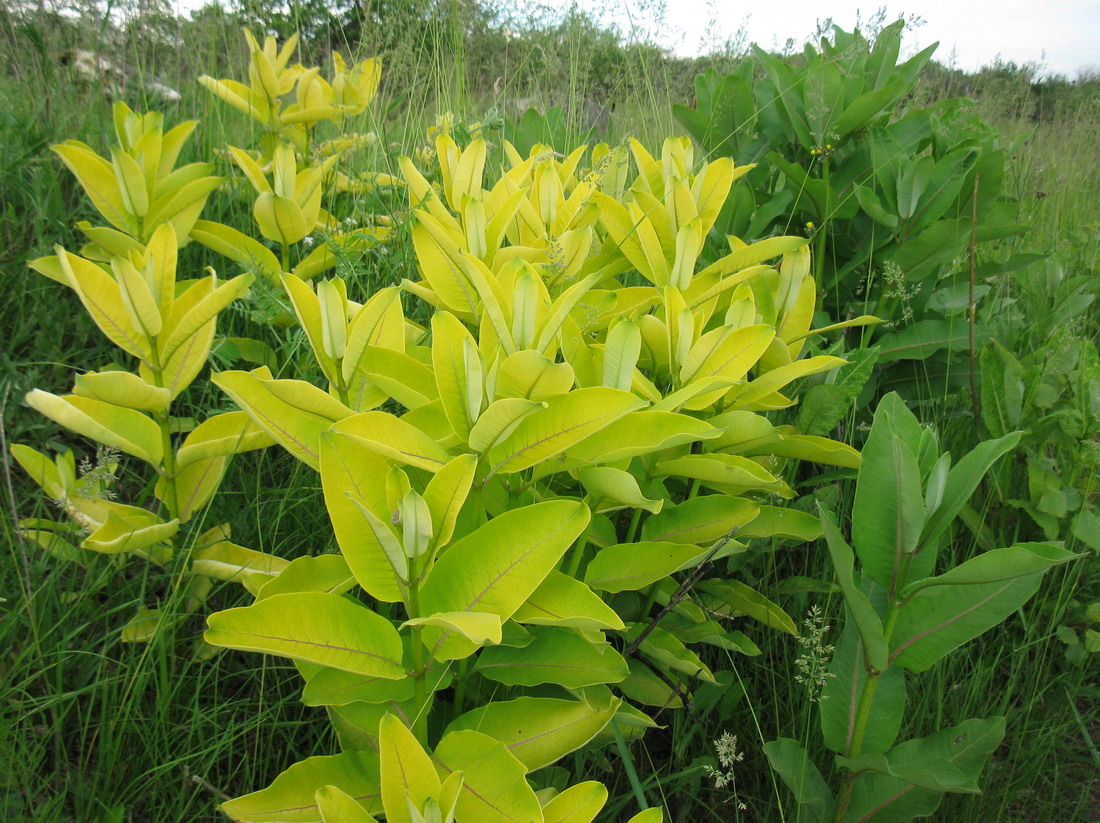 Изображение особи Asclepias syriaca.