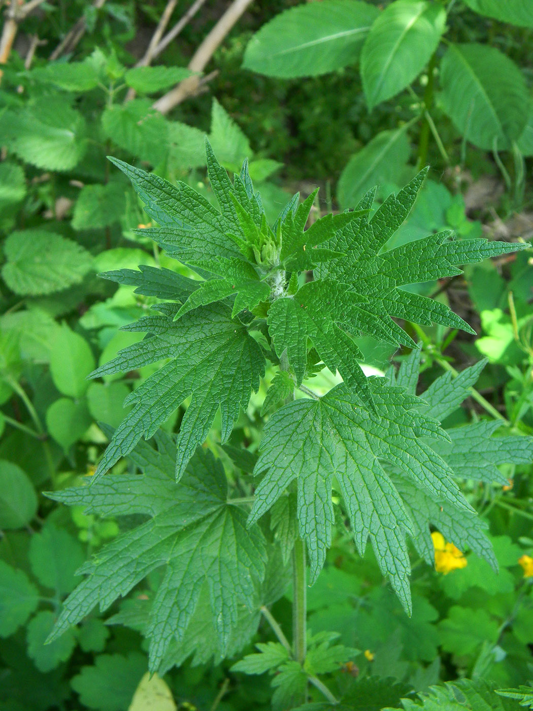 Изображение особи Leonurus quinquelobatus.