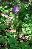 Anacamptis pyramidalis