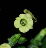 Nicotiana rustica
