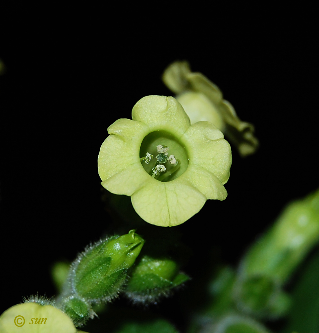 Изображение особи Nicotiana rustica.