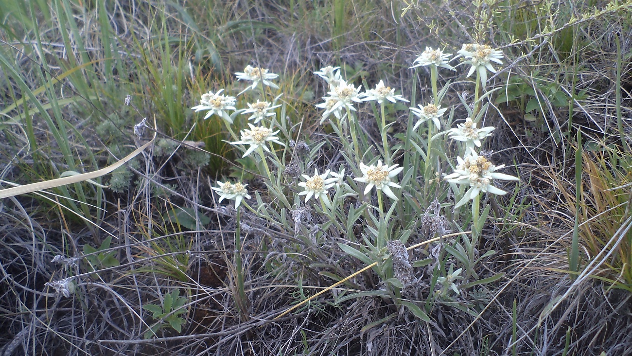 Image of Leontopodium fedtschenkoanum specimen.