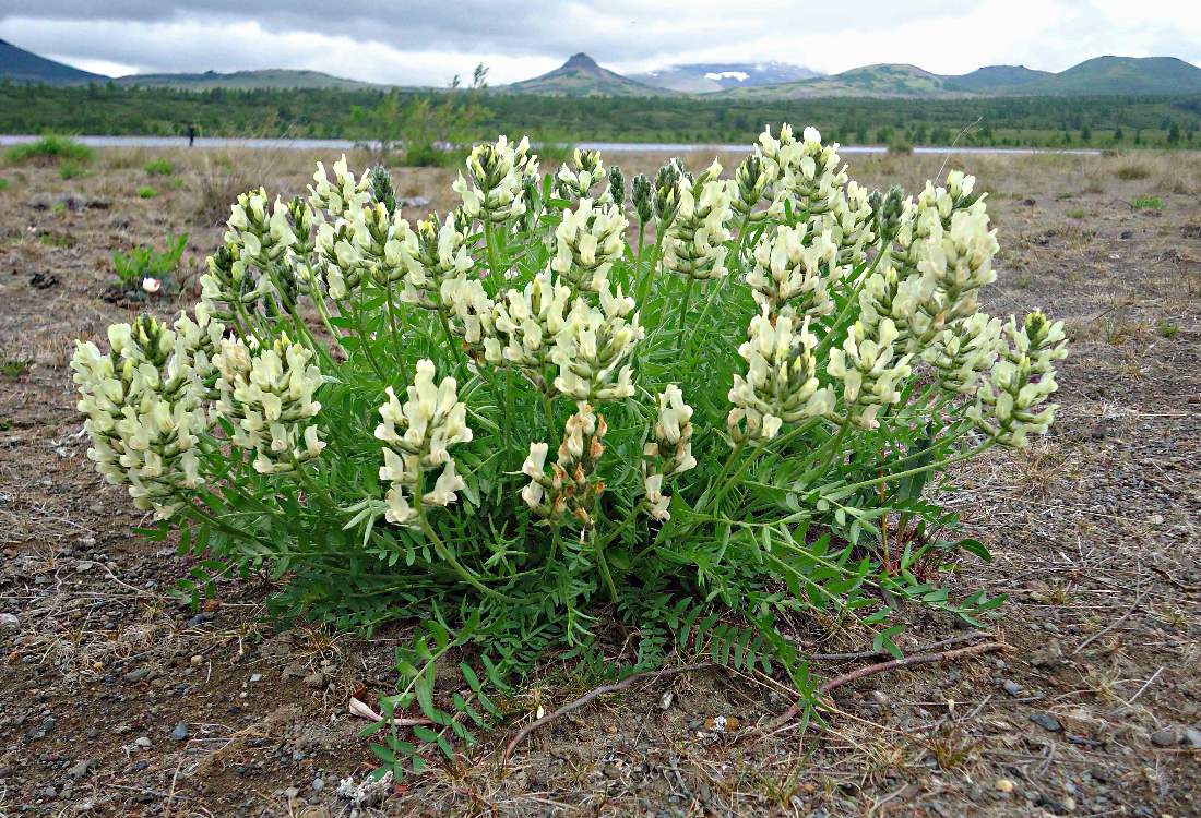 Изображение особи Oxytropis evenorum.