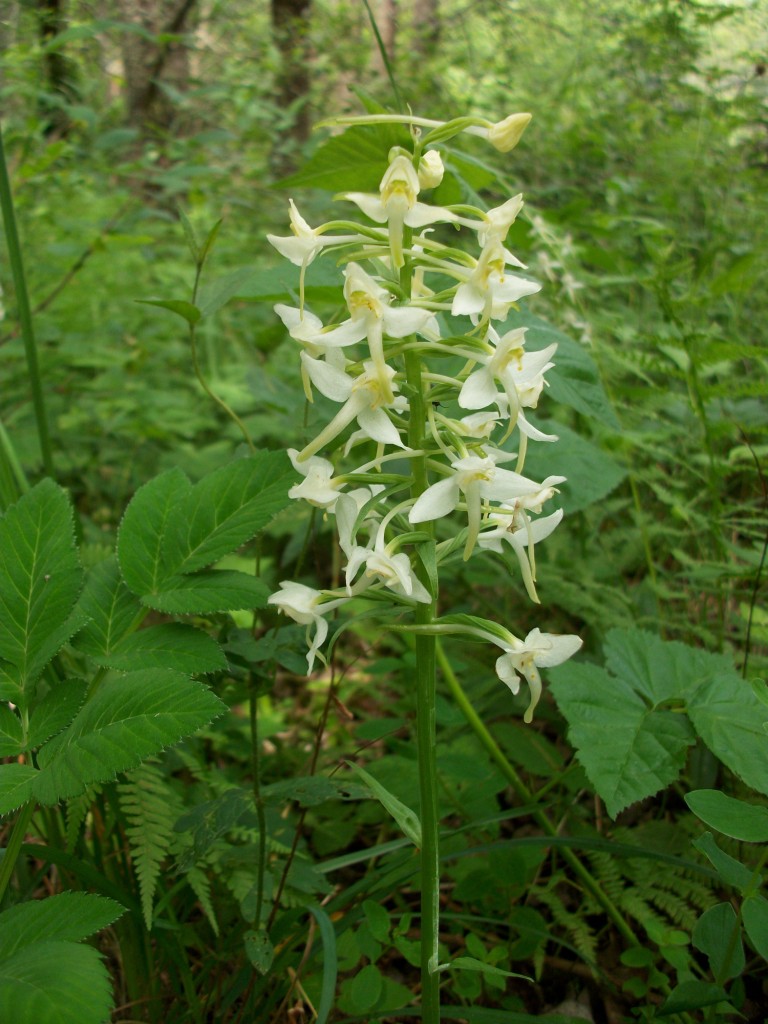 Изображение особи Platanthera chlorantha.