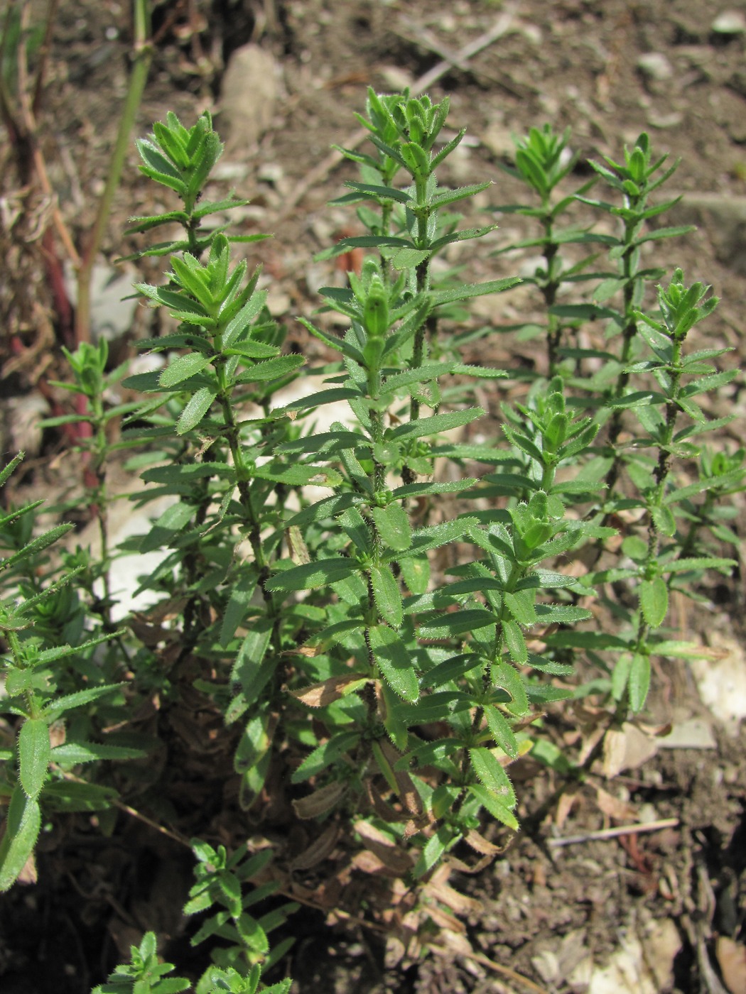 Изображение особи Cruciata pedemontana.