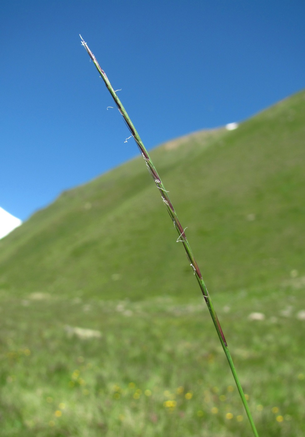 Изображение особи Nardus stricta.