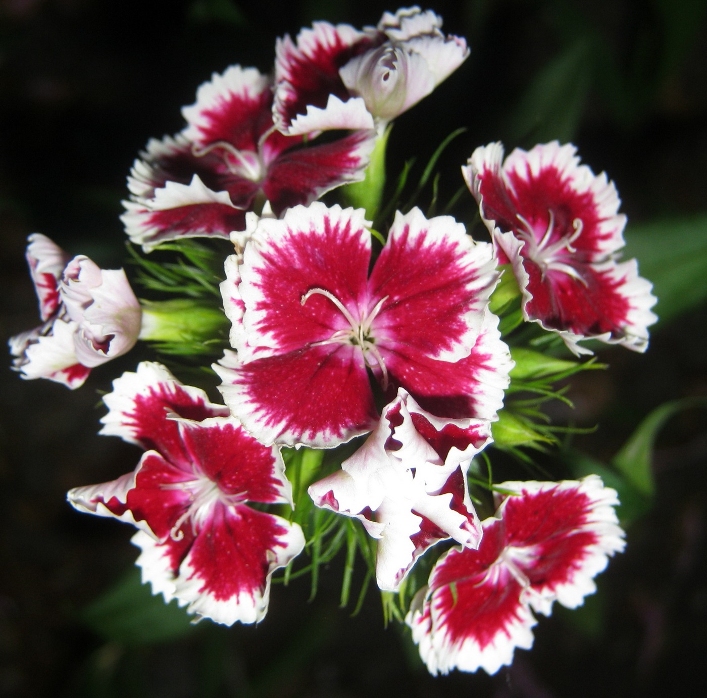 Изображение особи Dianthus barbatus.