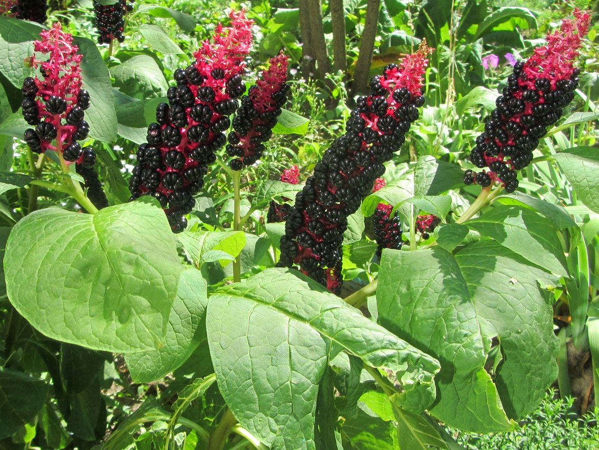 Изображение особи Phytolacca acinosa.