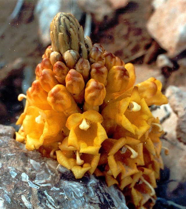 Image of Cistanche tubulosa specimen.