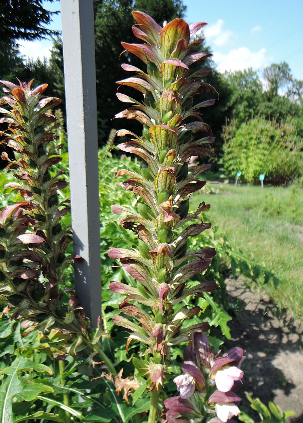 Изображение особи Acanthus hungaricus.