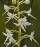 Platanthera bifolia. Часть соцветия. Тверская обл., Кимрский р-н, окр. дер. Сыркино, залежь. 10.06.2015.