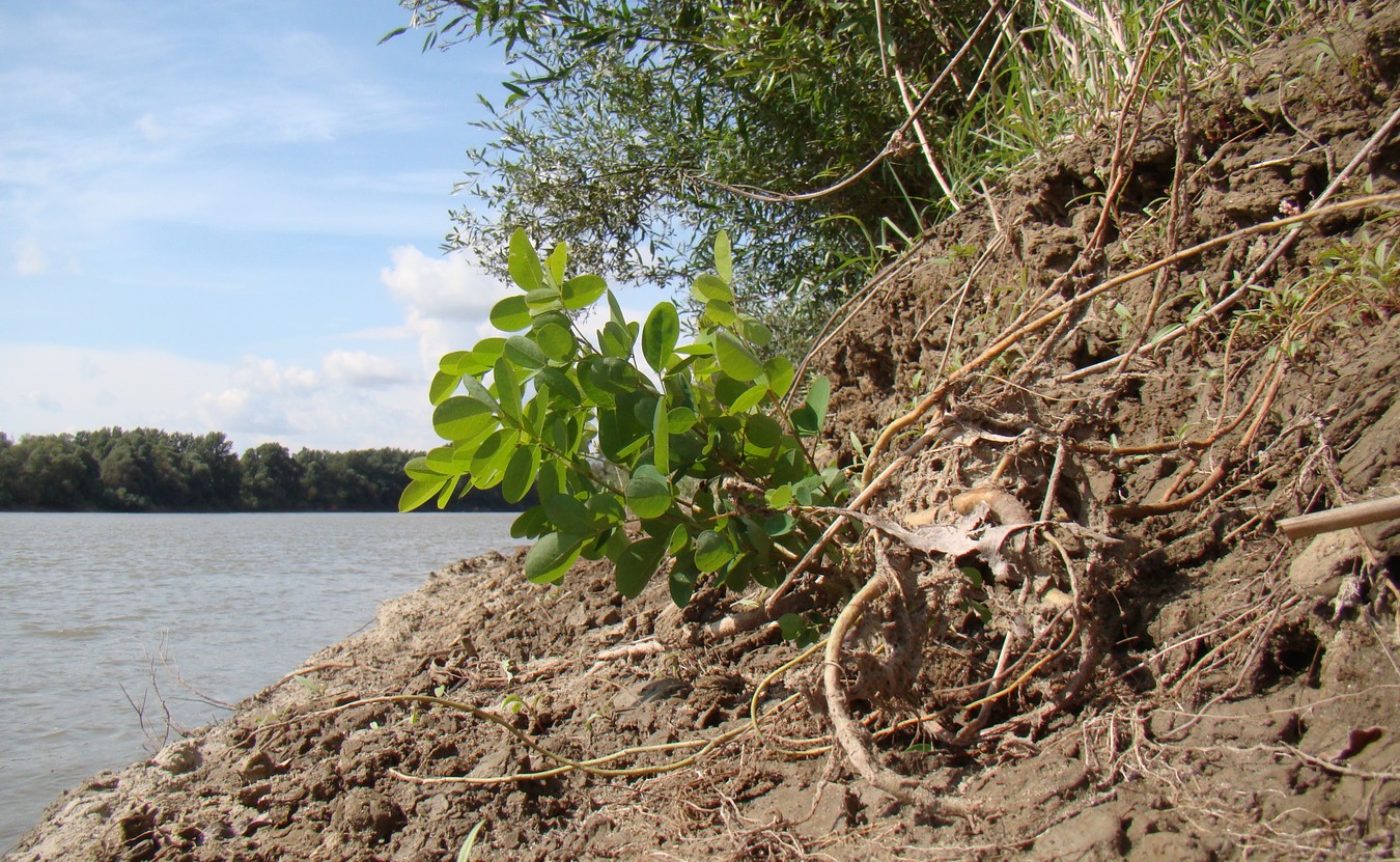 Image of Robinia pseudoacacia specimen.