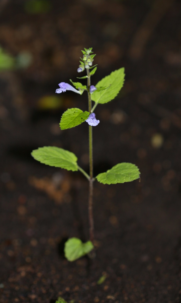 Изображение особи Scutellaria pekinensis.