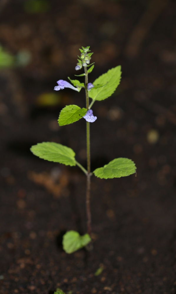 Image of Scutellaria pekinensis specimen.