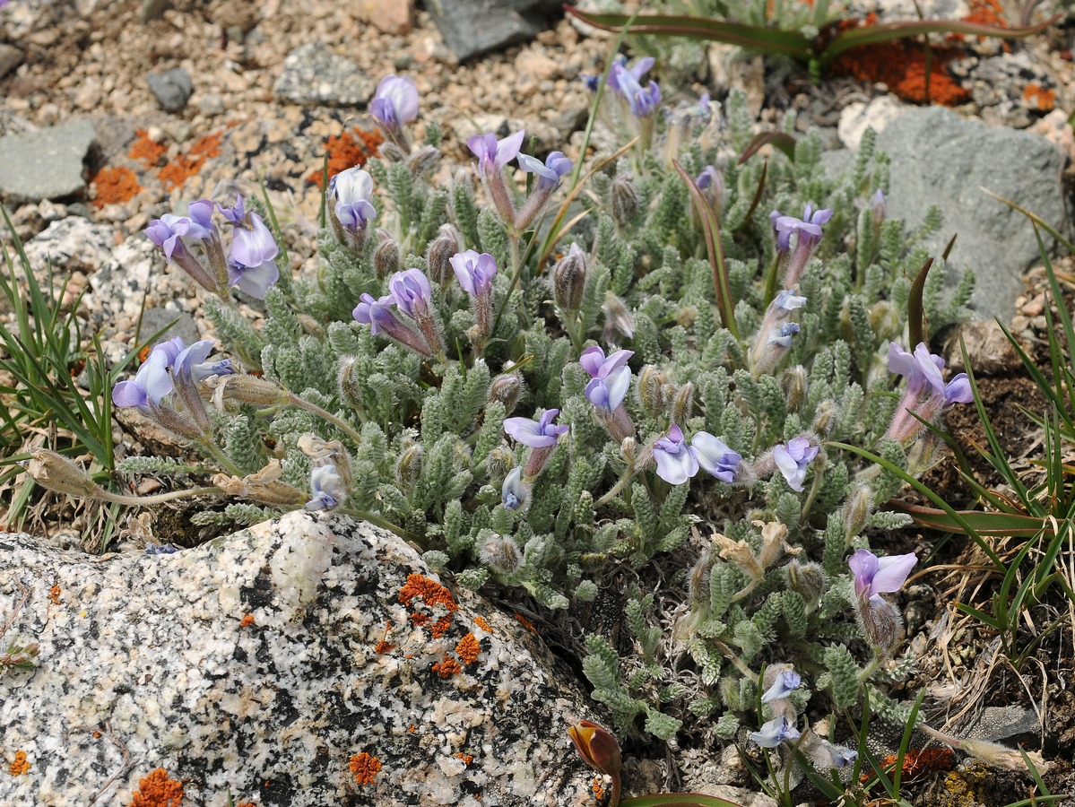 Изображение особи Oxytropis chionobia.