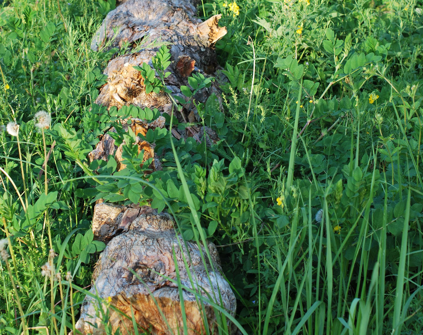 Image of Astragalus glycyphyllos specimen.