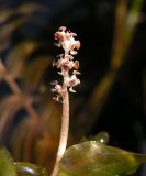 Potamogeton perfoliatus