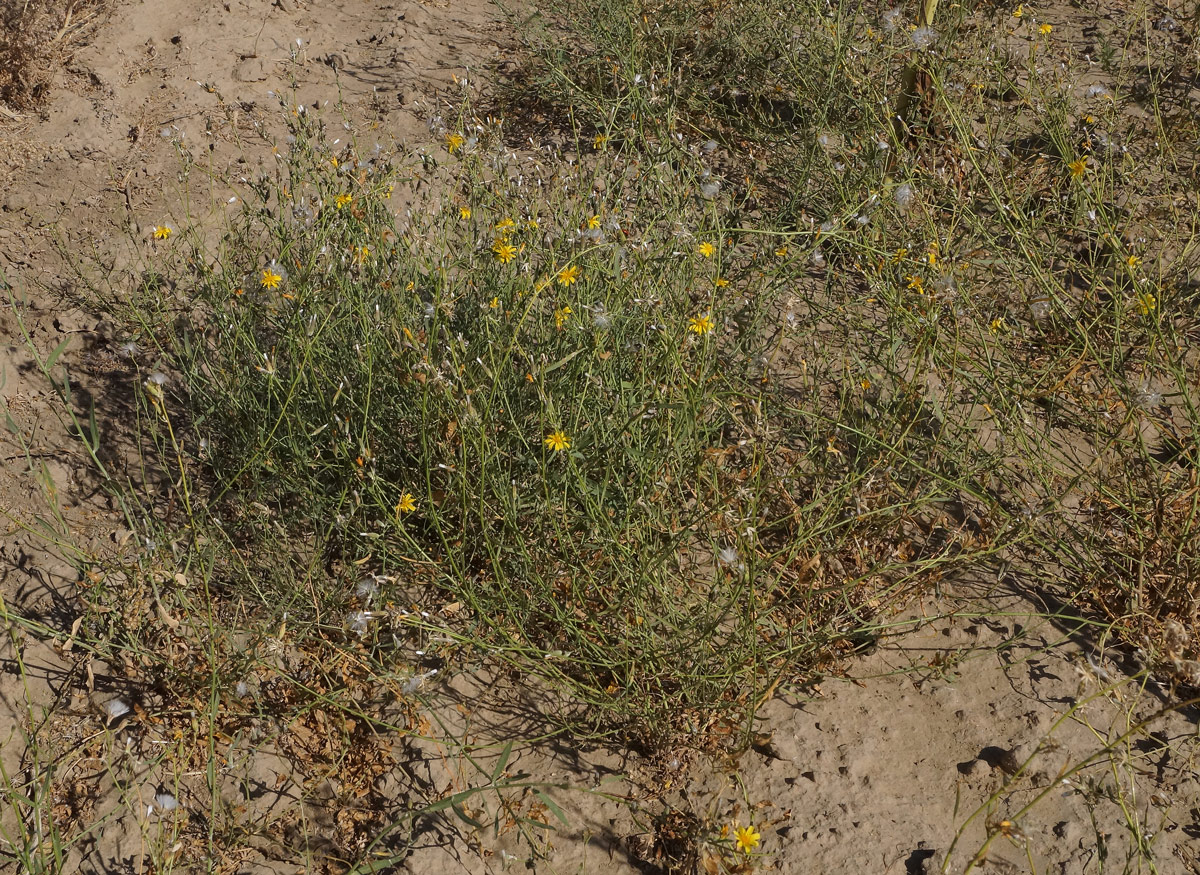 Image of genus Chondrilla specimen.