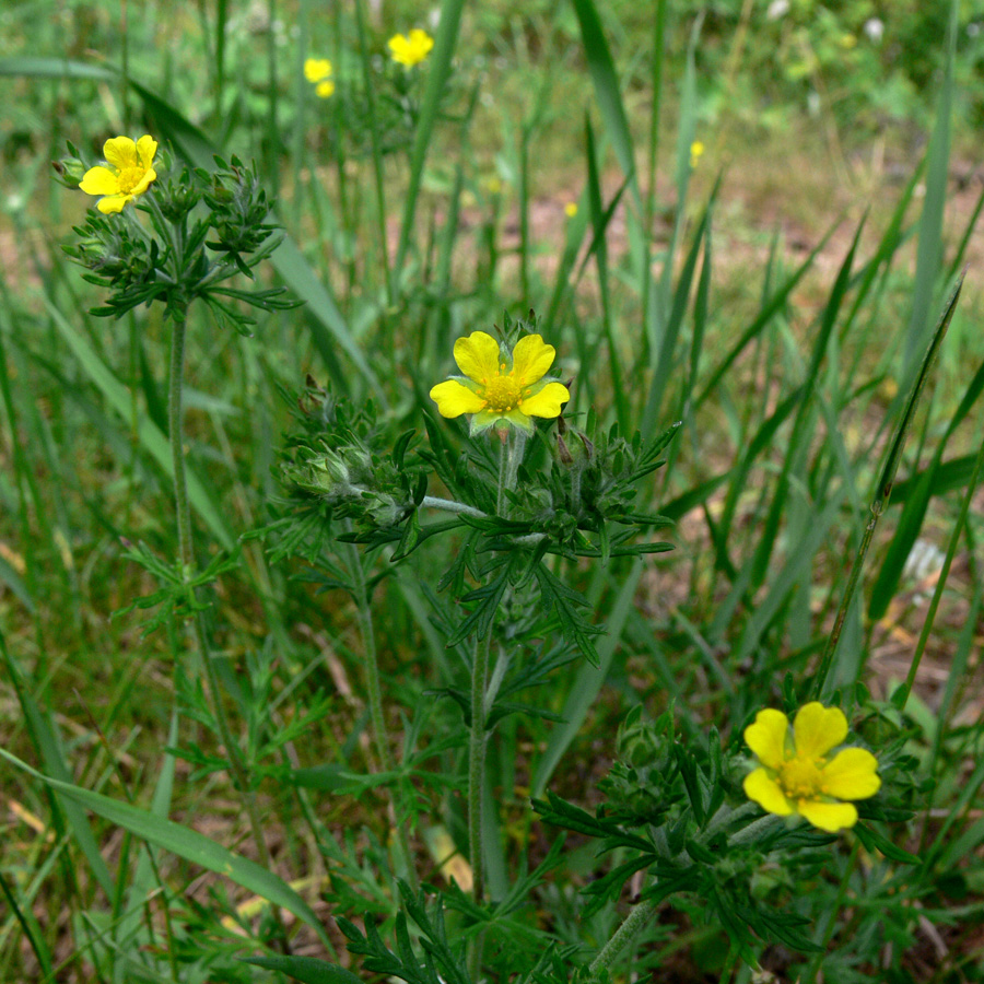 Изображение особи Potentilla argentea.