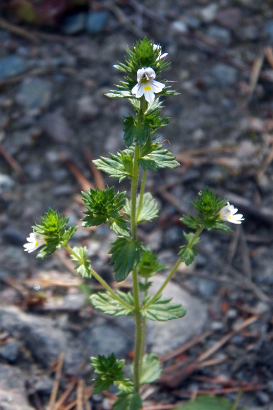 Изображение особи род Euphrasia.