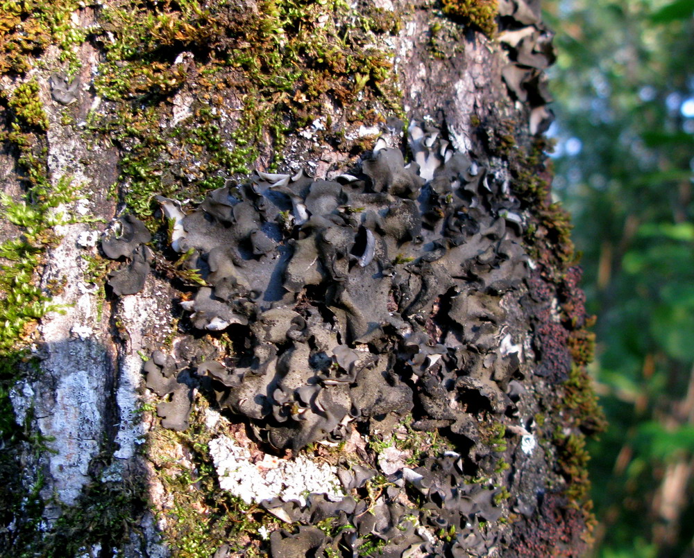 Image of Leptogium burnetiae specimen.