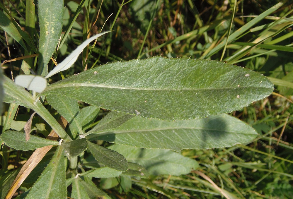 Изображение особи Cirsium incanum.