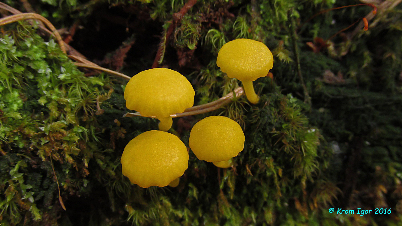 Изображение особи Lichenomphalia alpina.