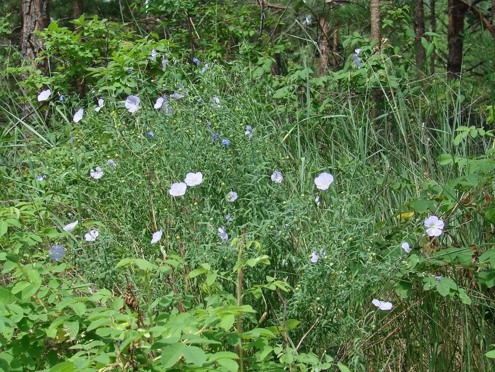 Изображение особи Linum perenne.