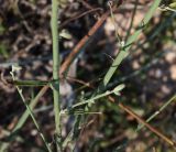 Chondrilla juncea. Средние части побегов. Крым, Арабатская стрелка. 24.07.2009.