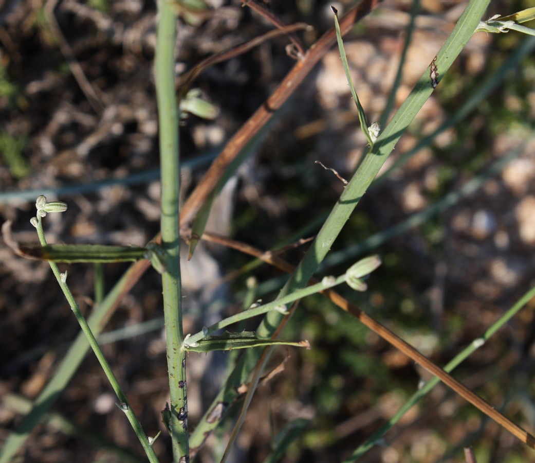 Изображение особи Chondrilla juncea.